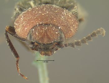 Media type: image;   Entomology 2547 Aspect: head frontal view